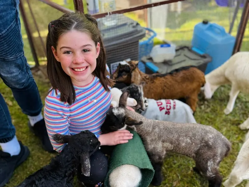 A girl smiling and cuddling lambs and goats in the petting zoo pen